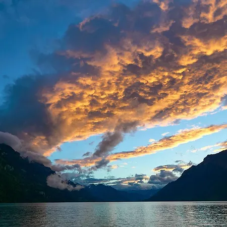 Beauregard - Direct View